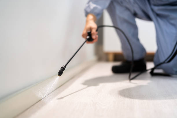 Certified termite inspector examining foundation in Corunna